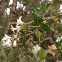 Hedyotis trimenii var. trimenii Deb & Ratna Dutta